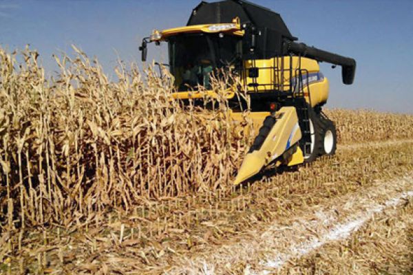 New Holland | Corn Heads | Model 99C Chopping Corn Head (PRIOR MODELS) for sale at Waukon, Iowa